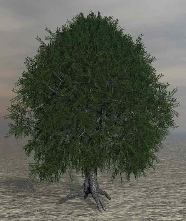Tree 40
